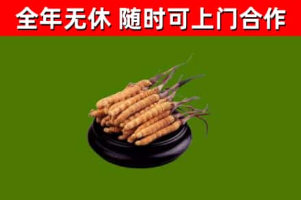 海丰回收冬虫夏草