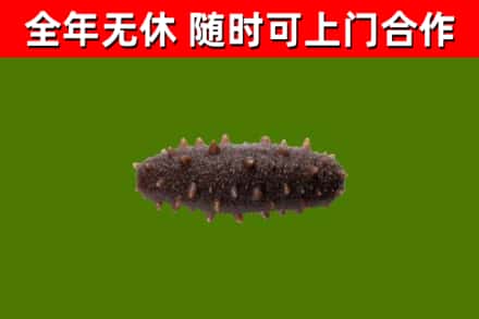 海丰回收海参干